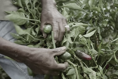 A close-up of a man holding chilies on the vine